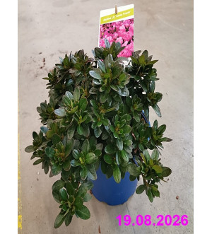Azalea (J) 'Anne Frank' C 2 L